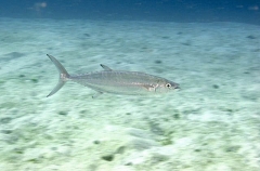 Double-lined Mackerel (Grammatorcynus bilineatus) Double-lined Mackerel (Grammatorcynus bilineatus)