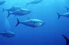 Northern Bluefin Tuna (Thunnus thynnus) Northern Bluefin Tuna (Thunnus thynnus)