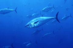 Northern Bluefin Tuna (Thunnus thynnus) Northern Bluefin Tuna (Thunnus thynnus)