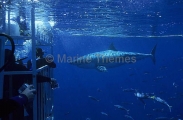 Great White Shark (Carcharodon carcharias) Great White Shark (Carcharodon carcharias)