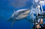 Great White Shark (Carcharodon carcharias) Great White Shark (Carcharodon carcharias)