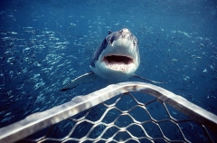 Great White Shark (Carcharodon carcharias) Great White Shark (Carcharodon carcharias)