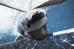 Great White Shark (Carcharodon carcharias) Great White Shark (Carcharodon carcharias)