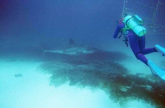 Great White Shark (Carcharodon carcharias) Great White Shark (Carcharodon carcharias)