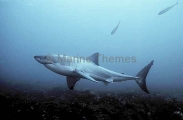 Great White Shark (Carcharodon carcharias) Great White Shark (Carcharodon carcharias)