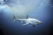 Great White Shark (Carcharodon carcharias) Great White Shark (Carcharodon carcharias)