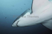 Great White Shark (Carcharodon carcharias) Great White Shark (Carcharodon carcharias)