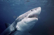 Great White Shark (Carcharodon carcharias) Great White Shark (Carcharodon carcharias)