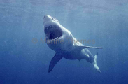 Great White Shark (Carcharodon carcharias) Great White Shark (Carcharodon carcharias)