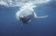 Great White Shark (Charcharodon carcharias) Great White Shark (Charcharodon carcharias)