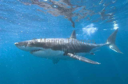 Great White Shark (Carcharodon carcharias)