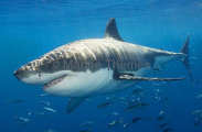 Great White Shark (Carcharodon carcharias) Great White Shark (Carcharodon carcharias)