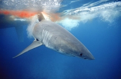 Great White Shark (Carcharodon carcharias) Great White Shark (Carcharodon carcharias)