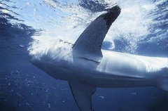 Great White Shark (Carcharodon carcharias) Great White Shark (Carcharodon carcharias)