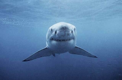 Great White Shark (Carcharodon carcharias) Great White Shark (Carcharodon carcharias)