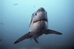 Great White Shark (Carcharodon carcharias) Great White Shark (Carcharodon carcharias)