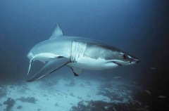 Great White Shark (Carcharodon carcharias) Great White Shark (Carcharodon carcharias)
