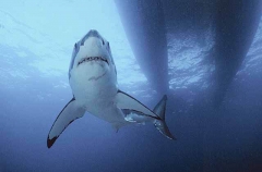 Great White Shark (Carcharodon carcharias)
