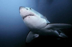 Great White Shark (Carcharodon carcharias) Great White Shark (Carcharodon carcharias)