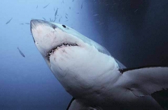 Great White Shark (Carcharodon carcharias) Great White Shark (Carcharodon carcharias)