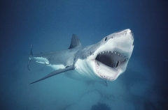 Great White Shark (Carcharodon carcharias) Great White Shark (Carcharodon carcharias)