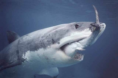 Great White Shark (Carcharodon carcharias) Great White Shark (Carcharodon carcharias)