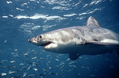 Great White Shark (Carcharodon carcharias) Great White Shark (Carcharodon carcharias)