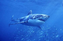 Great White Shark (Carcharodon carcharias) Great White Shark (Carcharodon carcharias)