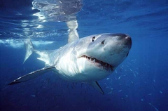 Great White Shark (Carcharodon carcharias) Great White Shark (Carcharodon carcharias)