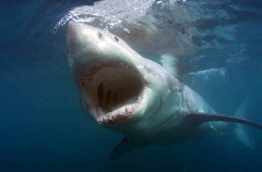 Great White Shark (Carcharodon carcharias) Great White Shark (Carcharodon carcharias)