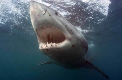Great White Shark (Carcharodon carcharias) Great White Shark (Carcharodon carcharias)