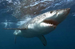 Great White Shark (Carcharodon carcharias) Great White Shark (Carcharodon carcharias)
