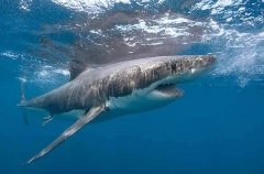 Great White Shark (Carcharodon carcharias) Great White Shark (Carcharodon carcharias)