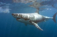 Great White Shark (Carcharodon carcharias) Great White Shark (Carcharodon carcharias)