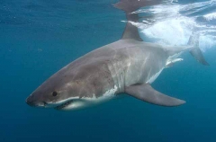 Great White Shark (Carcharodon carcharias) Great White Shark (Carcharodon carcharias)
