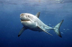 Great White Shark (Carcharodon carcharias) Great White Shark (Carcharodon carcharias)