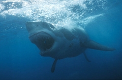 Great White Shark (Carcharodon carcharias) Great White Shark (Carcharodon carcharias)