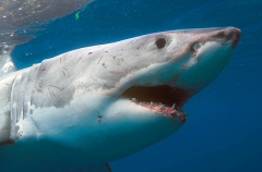 Great White Shark (Carcharodon carcharias) Great White Shark (Carcharodon carcharias)