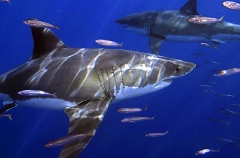 Great White Sharks (Carcharodon carcharias) Great White Sharks (Carcharodon carcharias)