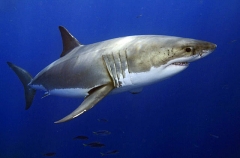 Great White Shark (Carcharodon carcharias) Great White Shark (Carcharodon carcharias)