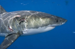 Great White Shark (Carcharodon carcharias) Great White Shark (Carcharodon carcharias)