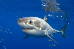 Great White Shark (Carcharodon carcharias) Great White Shark (Carcharodon carcharias)