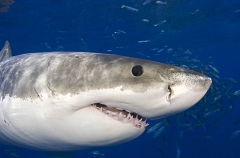 Great White Shark (Carcharodon carcharias) Great White Shark (Carcharodon carcharias)