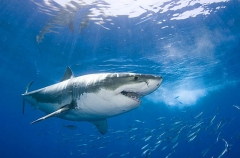 Great White Shark (Carcharodon carcharias) Great White Shark (Carcharodon carcharias)