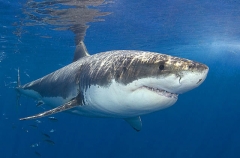 Great White Shark (Carcharodon carcharias) Great White Shark (Carcharodon carcharias)