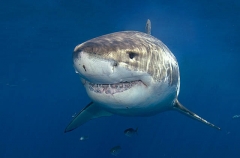 Great White Shark (Carcharodon carcharias) Great White Shark (Carcharodon carcharias)