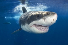 Great White Shark (Carcharodon carcharias) Great White Shark (Carcharodon carcharias)