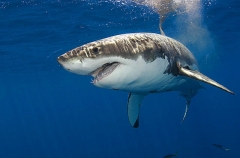 Great White Shark (Carcharodon carcharias) Great White Shark (Carcharodon carcharias)