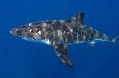 Great White Shark (Carcharodon carcharias) Great White Shark (Carcharodon carcharias)