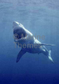 Great White Shark (Carcharodon carcharias) Great White Shark (Carcharodon carcharias)